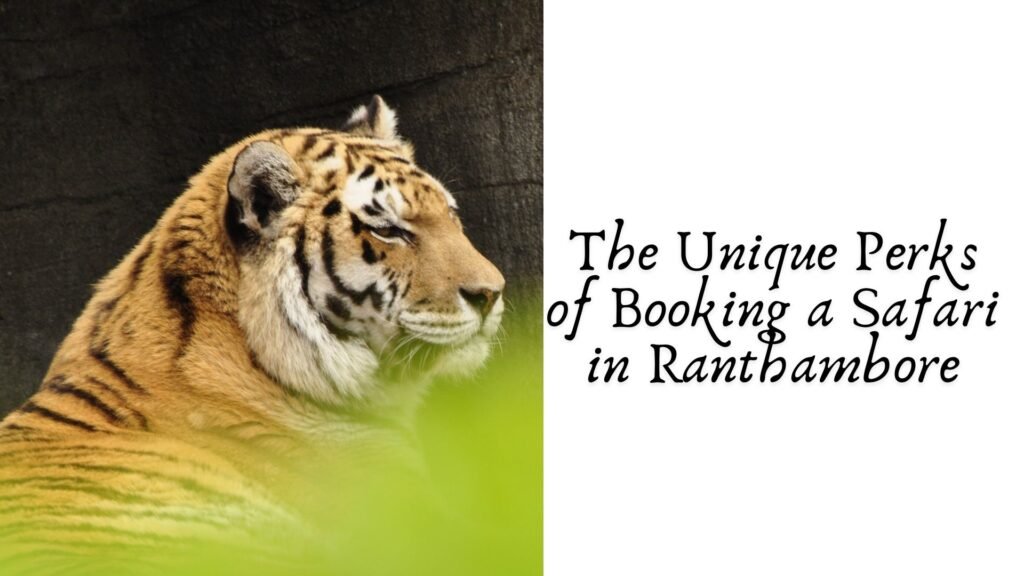 The Unique Perks of Booking a Safari in Ranthambore