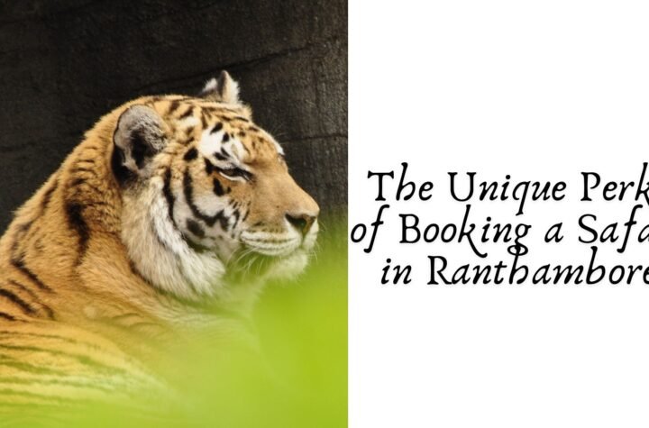 The Unique Perks of Booking a Safari in Ranthambore