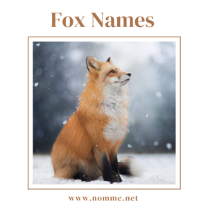 Fox names