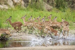 Best safari in Africa