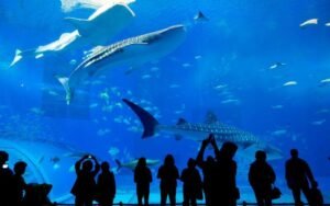 Visit Dubai Mall Aquarium