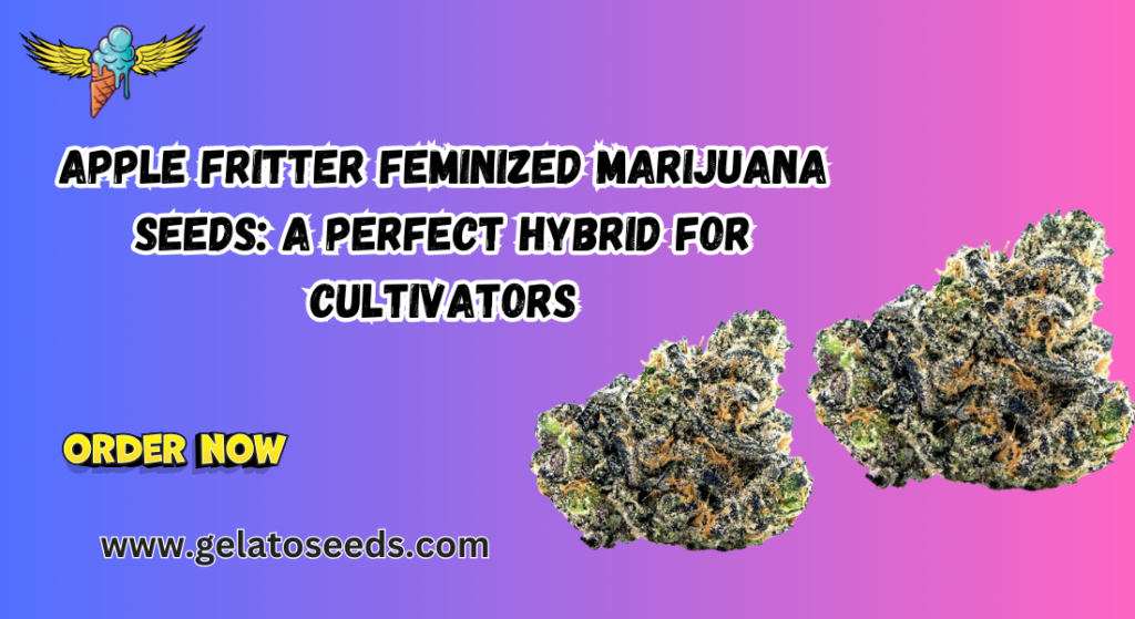 Apple Fritter feminized marijuana seeds