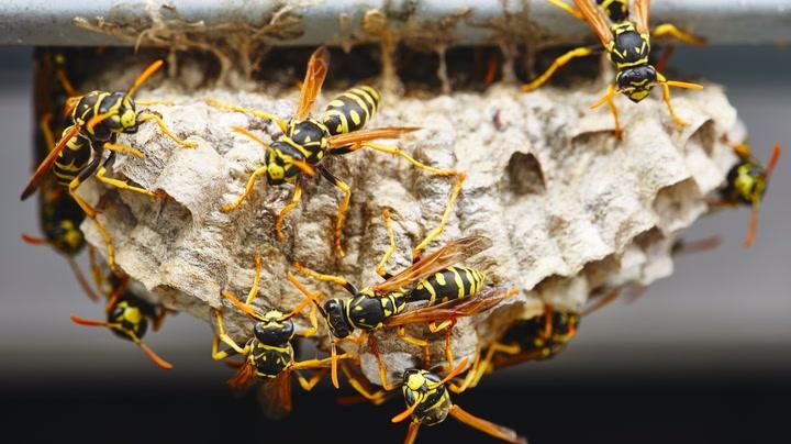 Get Rid of Wasps